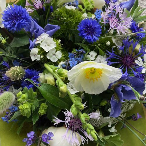 Aberdeenshire flowers
