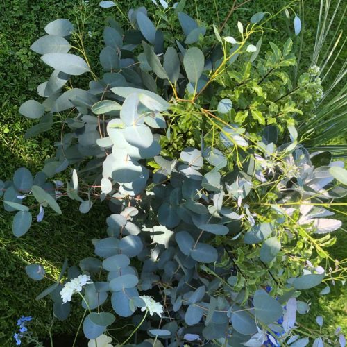 Maryfield Flowers - Foliage